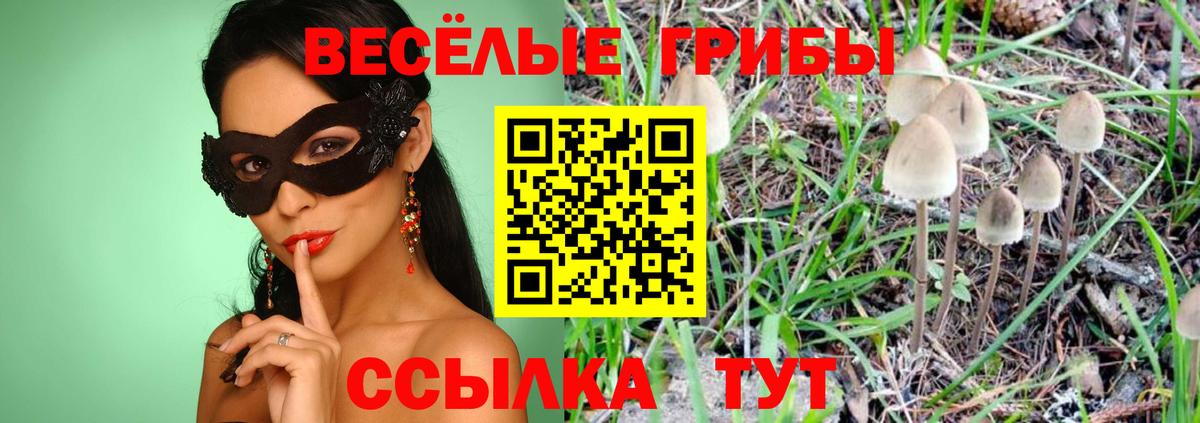 Большой Камень  Галлюциногенные грибы Cubensis  Вход с VPN 